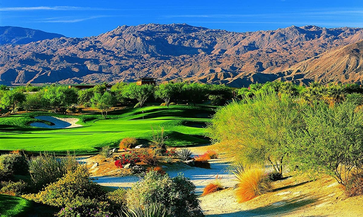 Desert Willow